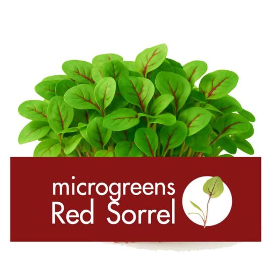 Microgreens Red Sorrel | Super Fresh