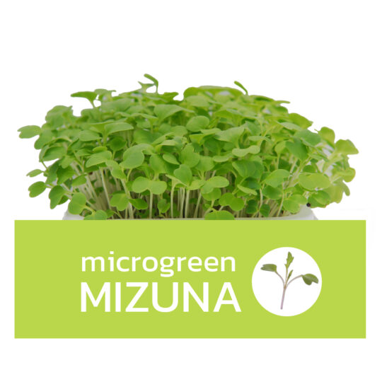 Microgreens อิตาเลี่ยน เบซิล | Super Fresh