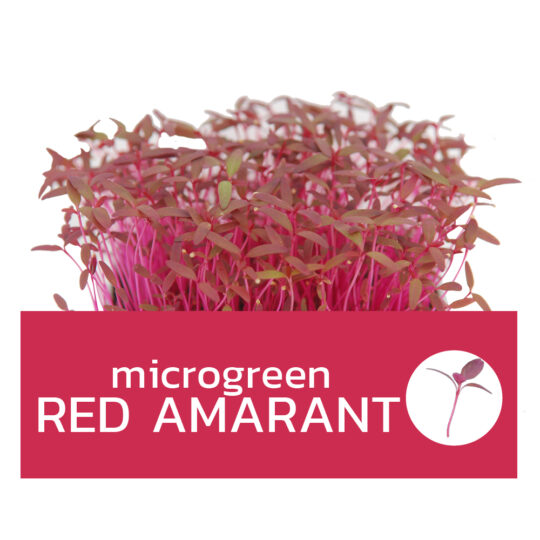 Microgreens Red Amaranth | Super Fresh