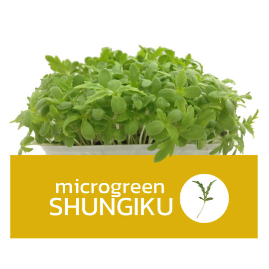 Microgreens ชุนงิคุ | Super Fresh
